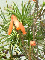 �G���J �t�@�C���[�q�[�X(Erica fire heath)