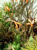 �G���J�t�@�C���[�q�[�X(Erica fire heath)