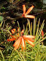 �G���J �t�@�C���[�q�[�X(Erica fire heath)