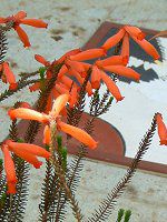 �G���J�t�@�C���[�q�[�X(Erica fire heath)