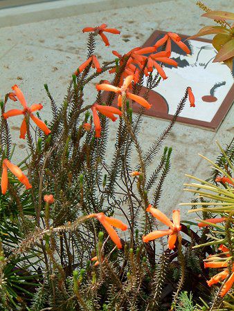 �G���J�t�@�C���[�q�[�X(Erica fire heath)