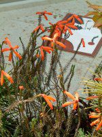 �G���J �t�@�C���[�q�[�X(Erica fire heath)