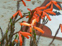 �G���J�t�@�C���[�q�[�X(Erica fire heath)