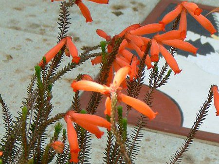 �G���J�t�@�C���[�q�[�X(Erica fire heath)