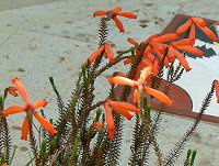 �G���J �t�@�C���[�q�[�X(Erica fire heath)