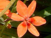 �A�m�}�e�J(Anomatheca)