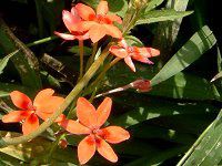 �A�m�}�e�J(Anomatheca)