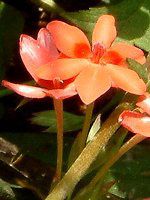 �A�m�}�e�J(Anomatheca)