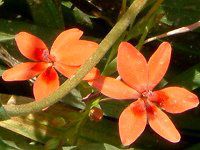�A�m�}�e�J�iAnomatheca�j
