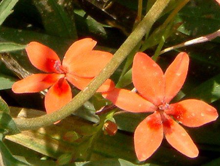 �A�m�}�e�J(Anomatheca)