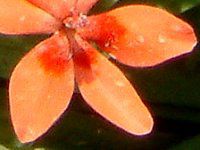 �A�m�}�e�J(Anomatheca)