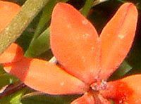 �A�m�}�e�J(Anomatheca)
