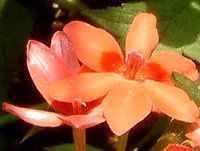 �A�m�}�e�J(Anomatheca)