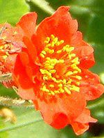 �Q�E���iGeum�j
