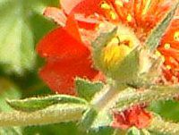 �Q�E��(Geum) 