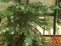 �W�����V�b�N�E�c���[(Jurassic Tree) 