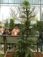 �W�����V�b�N�E�c���[(Jurassic Tree) 
