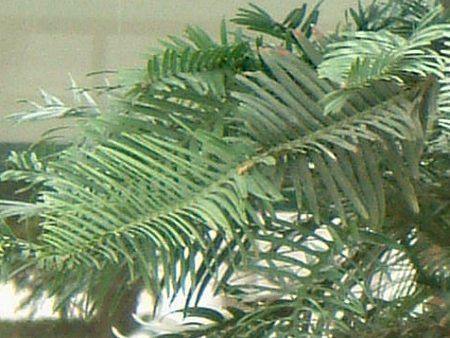 �W�����V�b�N�E�c���[(Jurassic Tree)