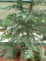 �W�����V�b�N�E�c���[(Jurassic Tree) 