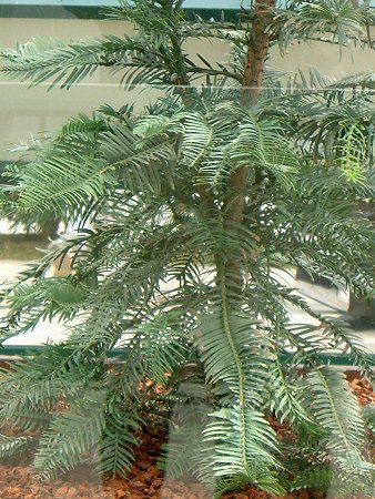 �W�����V�b�N�E�c���[(Jurassic Tree)