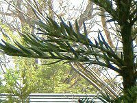 �W�����V�b�N�E�c���[(Jurassic Tree) 