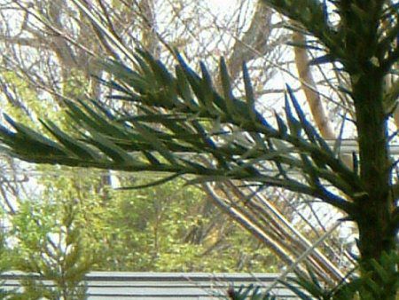 �W�����V�b�N�E�c���[(Jurassic Tree)