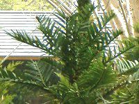 �W�����V�b�N�E�c���[(Jurassic Tree) 