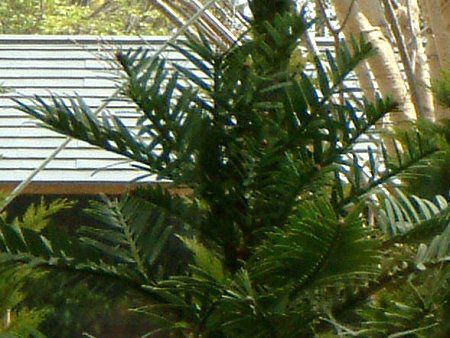 �W�����V�b�N�E�c���[(Jurassic Tree)