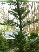 �W�����V�b�N�E�c���[(Jurassic Tree) 