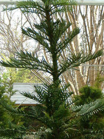 �W�����V�b�N�E�c���[(Jurassic Tree)
