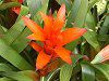 �O�Y�}�j�A(Guzmania)