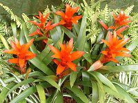 �O�Y�}�j�A(Guzmania)