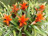 �O�Y�}�j�A(Guzmania)