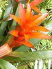 �O�Y�}�j�A(Guzmania)