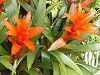�O�Y�}�j�A(Guzmania)