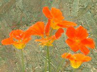 �i�X�^�`�E��(Nasturtium)