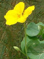 �i�X�^�`�E��(Nasturtium)
