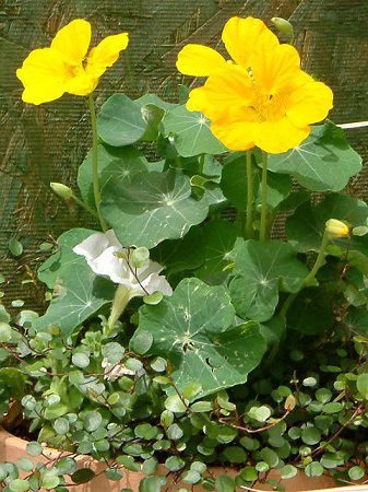 �i�X�^�`�E��(Nasturtium)