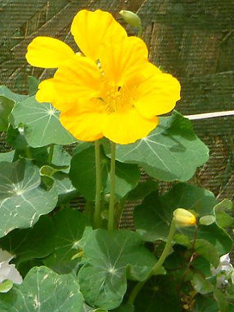 �i�X�^�`�E�� (Nasturtium)