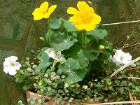 �i�X�^�`�E��(Nasturtium)