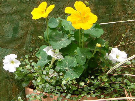 �i�X�^�`�E��(Nasturtium)