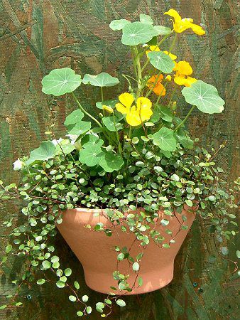 �i�X�^�`�E��(Nasturtium)