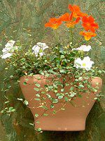�i�X�^�`�E��(Nasturtium)
