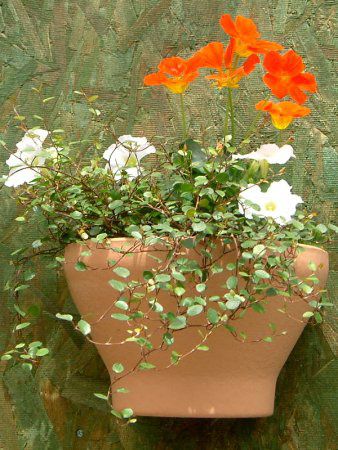 �i�X�^�`�E��(Nasturtium)
