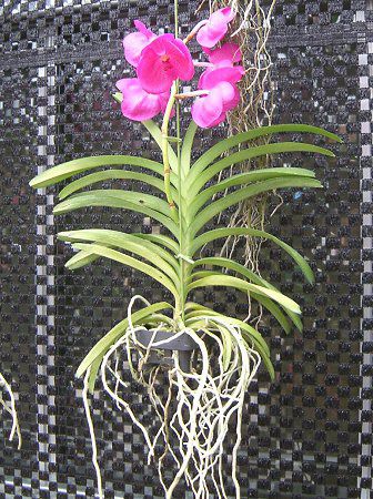 �o���_(Vanda)