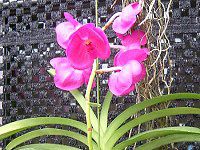 �o���_(Vanda) 