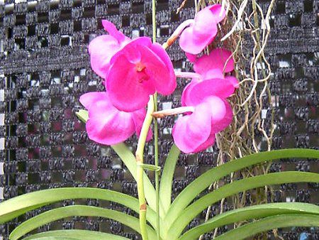 �o���_(Vanda)