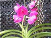 �o���_(Vanda) 