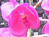 �o���_(Vanda) 