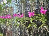 �o���_(Vanda) 